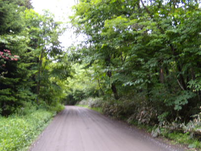野幌森林公園を横断する道