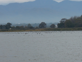 沼の湖面に多数の鳥が