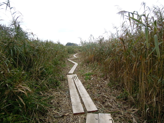 遊歩道 遊歩道