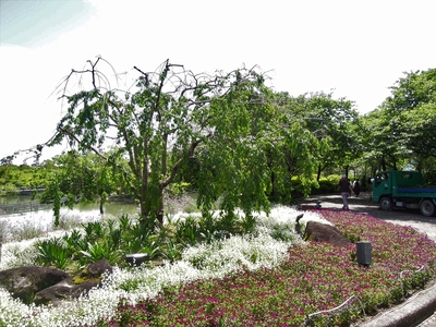 池沿いの花と木