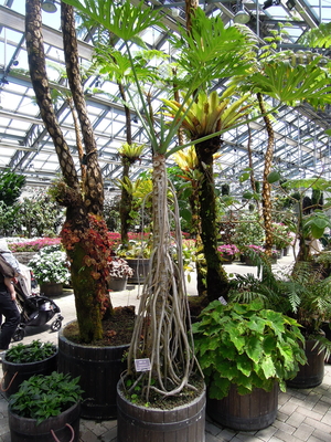 温室の各種の植物