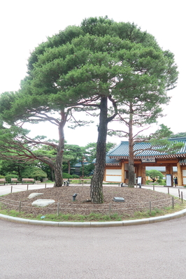 ����ˤϵ�ǰ�����������Ĥ����ä��Τ�����