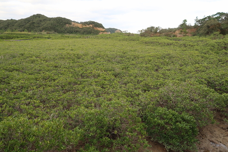 �ޥ󥰥����֤������Ф�