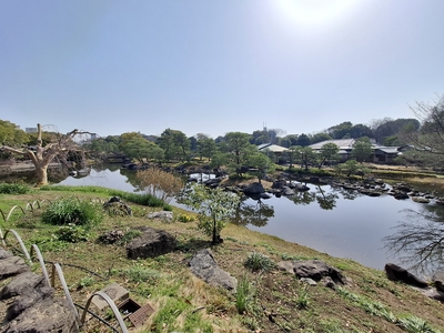 白鳥庭園/園内の中央の池