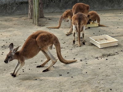 東山動植物園にて