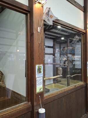 フクロウの解説の上に旗が立っている