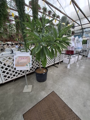 そのスペースにはプルメリアの鉢が置かれていたのだが、萩原雪歩のソロ曲「プルメリアの花」にちなんだものと思われる