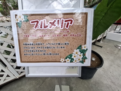 プルメリアの解説