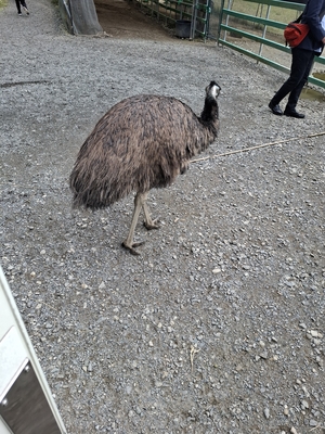 エミュー。近づいて触れることもできる
