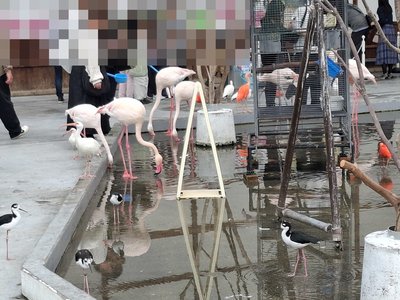 フラミンゴ。エサやりもできるようになっていた