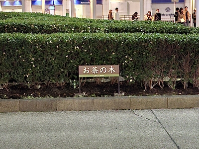 この植え込みはお茶の木だった