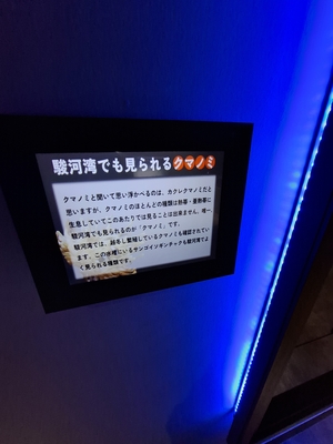 「駿河湾でも見られるクマノミ」という解説。有名になった「カクレクマノミ」は熱帯性でこのあたりだと生息できないが、クマノミはこのあたりにもいるとのこと