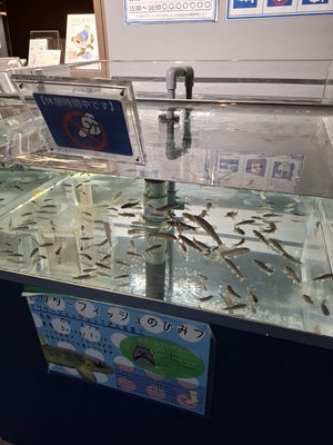 ドクターフィッシュ（肌をきれいにしてくれる魚）。体験できない時間のことを「（ドクターフィッシュの）休憩時間中です」と書いていた