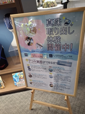 貝から真珠を取り出せる体験