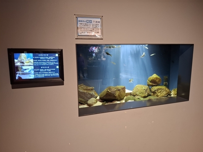 静岡市の川に住む生物。ニホンウナギも飼育されていた